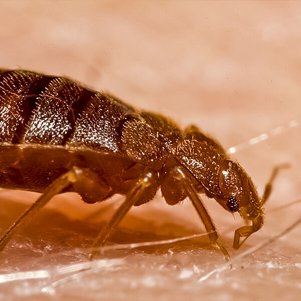 Pest Control McMahon Exterminating Bed Bugs